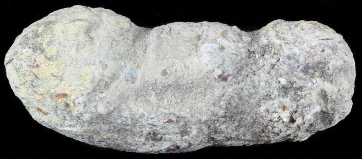 Fish Coprolite (Fossil Poo) - Kansas #49349